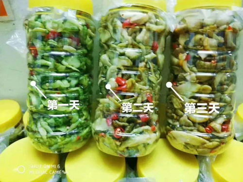 零投資高回報，攜手賀州壽城，共筑地瓜產業新篇章