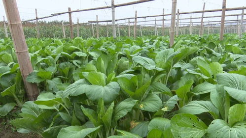 富陽農(nóng)產(chǎn)品 手機(jī)一掃，身世無隱私，食用農(nóng)產(chǎn)品初加工全透明